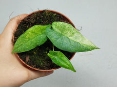 Alocasia Sulawesi Green Carpet Variegata