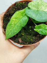 Alocasia Sulawesi Green Carpet Variegata