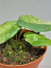 Alocasia Sulawesi Green Carpet Variegata