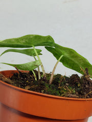 Alocasia Sulawesi Green Carpet Variegata