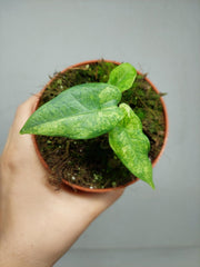 Alocasia Sulawesi Green Carpet Variegata
