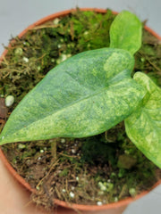 Alocasia Sulawesi Green Carpet Variegata