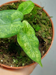 Alocasia Sulawesi Green Carpet Variegata