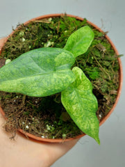 Alocasia Sulawesi Green Carpet Variegata