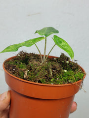 Alocasia Sulawesi Green Carpet Variegata