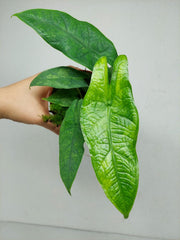 Alocasia Sulawesi Green Carpet Variegata