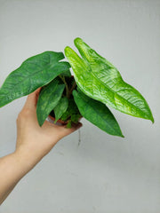 Alocasia Sulawesi Green Carpet Variegata