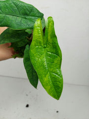 Alocasia Sulawesi Green Carpet Variegata