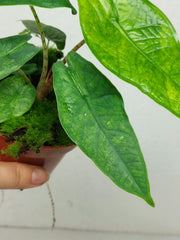 Alocasia Sulawesi Green Carpet Variegata