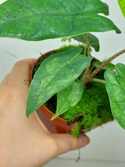 Alocasia Sulawesi Green Carpet Variegata