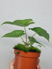 Alocasia Sulawesi Green Carpet Variegata