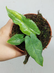 Alocasia Sulawesi Green Carpet Variegata