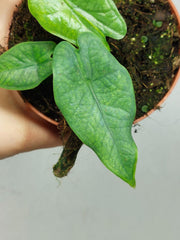 Alocasia Sulawesi Green Carpet Variegata