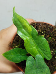 Alocasia Sulawesi Green Carpet Variegata