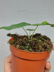 Alocasia Sulawesi Green Carpet Variegata