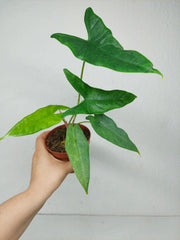 Alocasia Sulawesi Green Carpet Variegata