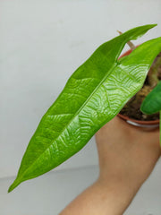 Alocasia Sulawesi Green Carpet Variegata