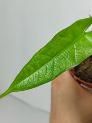 Alocasia Sulawesi Green Carpet Variegata