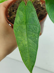Alocasia Sulawesi Green Carpet Variegata