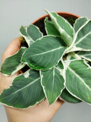 Homalomena Wallisii White Variegata
