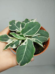 Homalomena Wallisii White Variegata