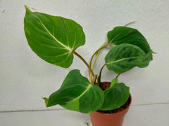 Philodendron Gloriosum spontan panaschiert