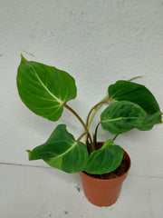 Philodendron Gloriosum spontan panaschiert