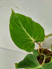 Philodendron Gloriosum spontan panaschiert