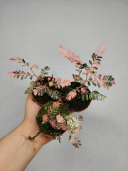 Phyllanthus Urinaria Pink Variegata