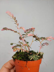 Phyllanthus Urinaria Pink Variegata
