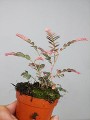 Phyllanthus Urinaria Pink Variegata