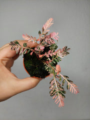 Phyllanthus Urinaria Pink Variegata