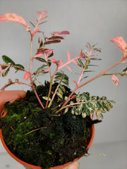 Phyllanthus Urinaria Pink Variegata