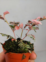 Phyllanthus Urinaria Pink Variegata