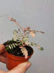 Phyllanthus Urinaria Pink Variegata