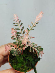 Phyllanthus Urinaria Pink Variegata