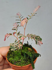 Phyllanthus Urinaria Pink Variegata