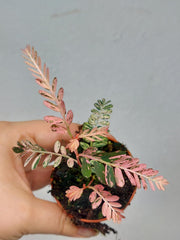 Phyllanthus Urinaria Pink Variegata