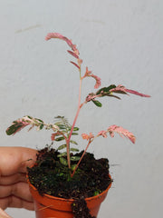 Phyllanthus Urinaria Pink Variegata