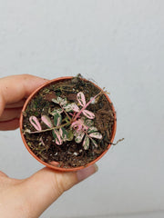 Phyllanthus Urinaria Pink Variegata