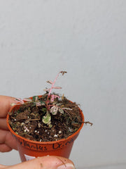 Phyllanthus Urinaria Pink Variegata