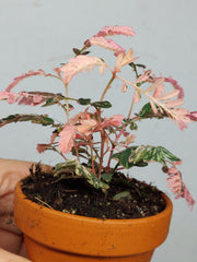 Phyllanthus Urinaria Pink Variegata buschig