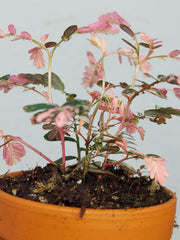 Phyllanthus Urinaria Pink Variegata buschig