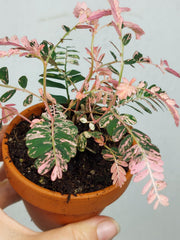 Phyllanthus Urinaria Pink Variegata buschig