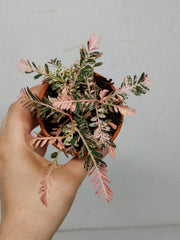 Phyllanthus Urinaria Pink Variegata buschig