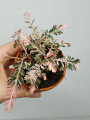 Phyllanthus Urinaria Pink Variegata buschig