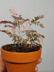 Phyllanthus Urinaria Pink Variegata buschig
