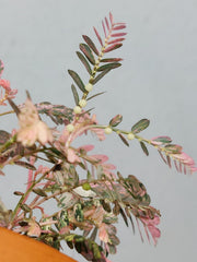 Phyllanthus Urinaria Pink Variegata buschig