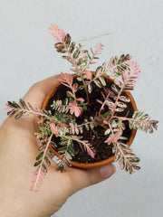 Phyllanthus Urinaria Pink Variegata buschig