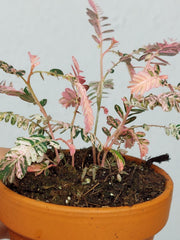 Phyllanthus Urinaria Pink Variegata buschig
